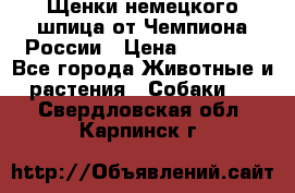 Щенки немецкого шпица от Чемпиона России › Цена ­ 50 000 - Все города Животные и растения » Собаки   . Свердловская обл.,Карпинск г.